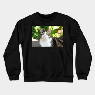 pretty cat Crewneck Sweatshirt